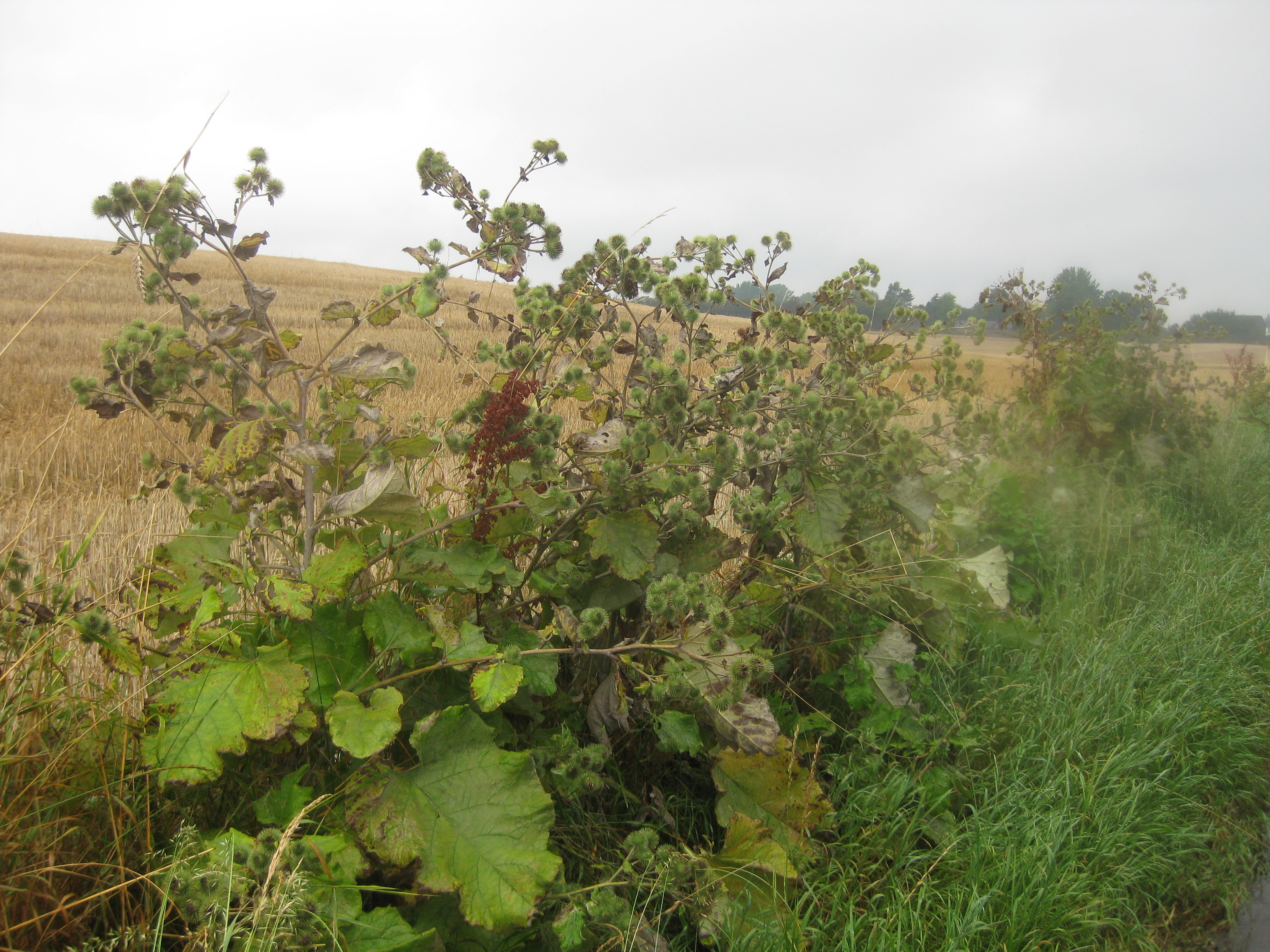 60 KM Wanderung um Sams&ouml; (20.08.2020)