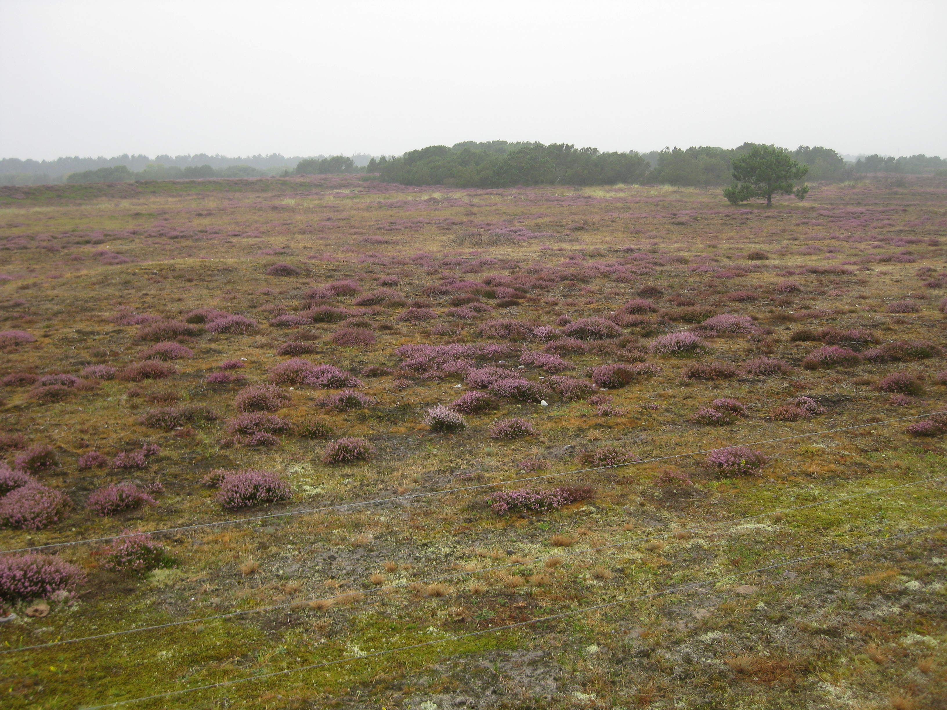 60 KM Wanderung um Sams&ouml; (20.08.2020)