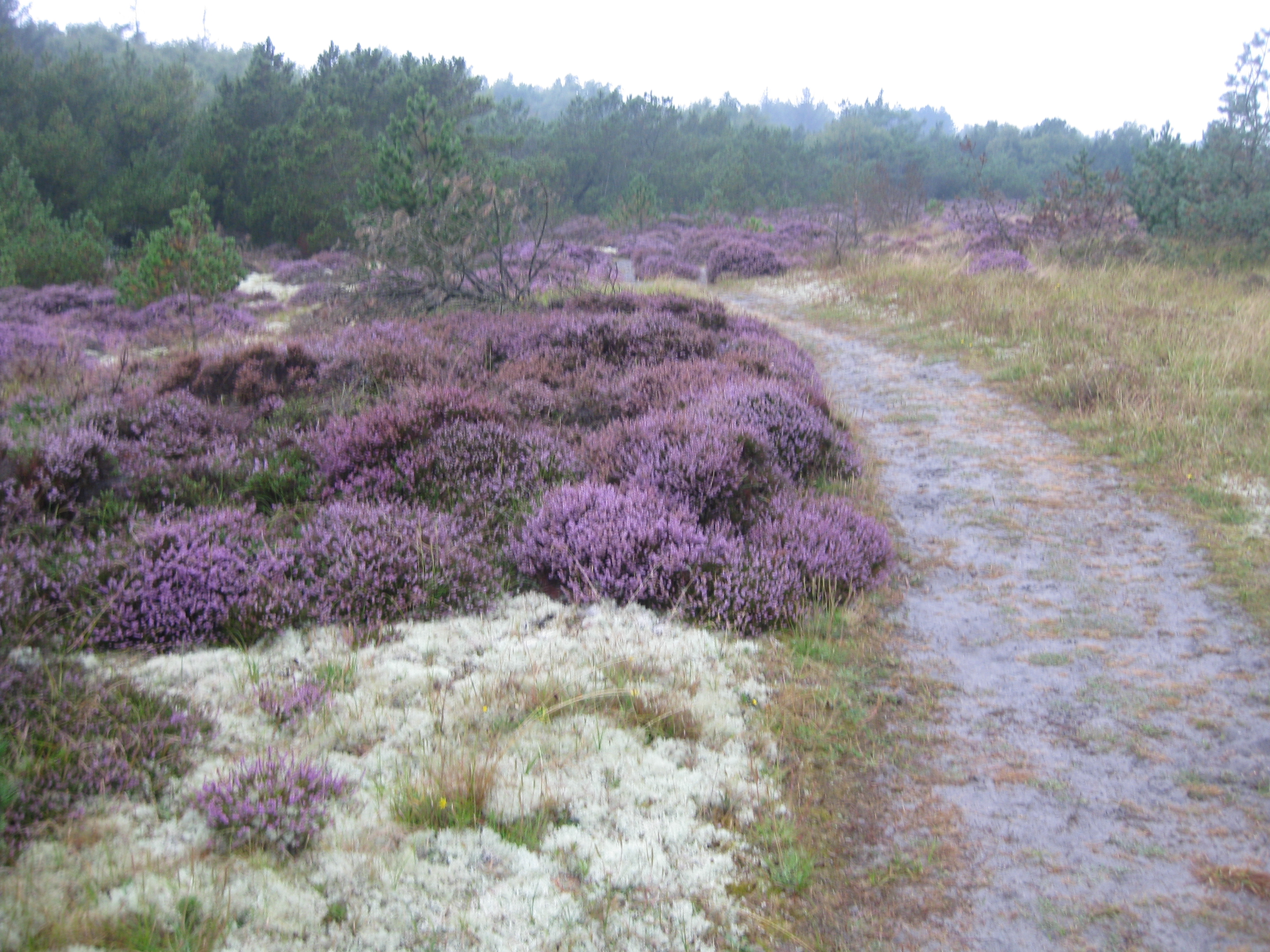 60 KM Wanderung um Sams&ouml; (20.08.2020)