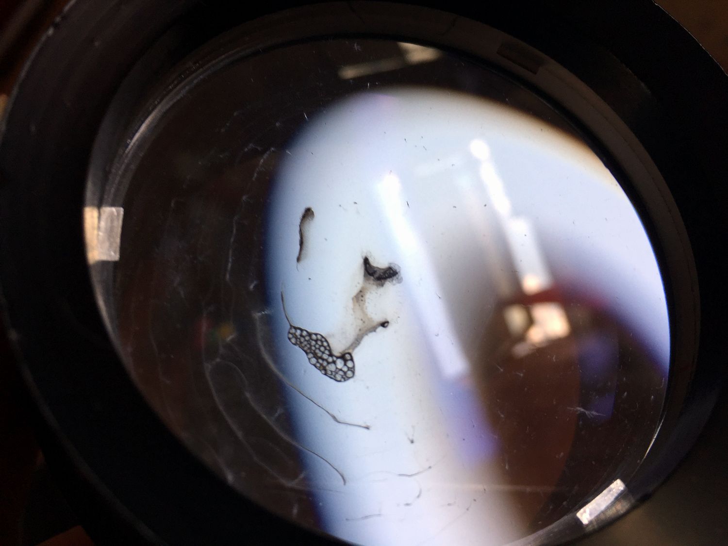 Weltblick Refraktor 60/910mm